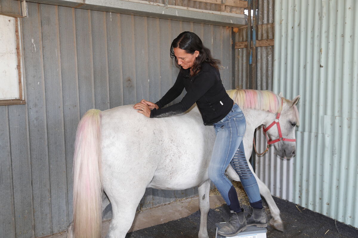 Pony having a massage.