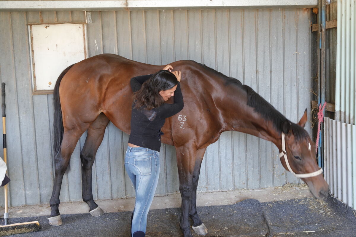 Horse standing relaxed with wither being worked on.