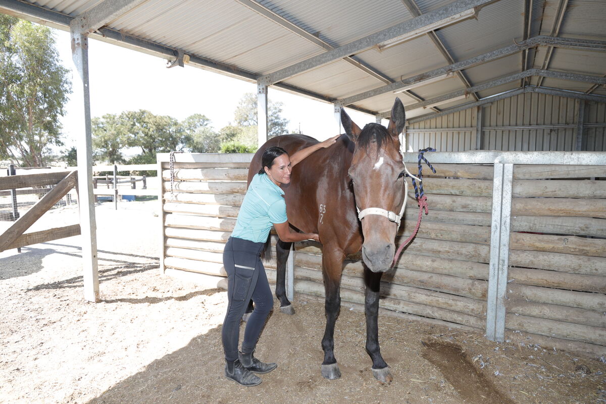 Horse in a sheltered space ready for assessment and treatment.